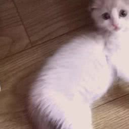 沈阳爱宠猫舍:沈阳市沈河区文艺路/文化路附近