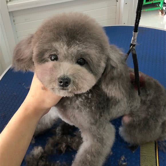 爱宠屋(凤湖路店):汕尾市城区