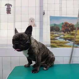 抱抱爱犬宠物店:汕尾市城区