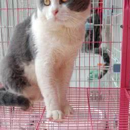 贝吉宠物生活馆:汕尾市海丰县