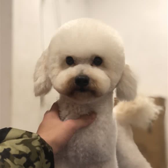 酷宝宠物生活馆:汕尾市陆丰市