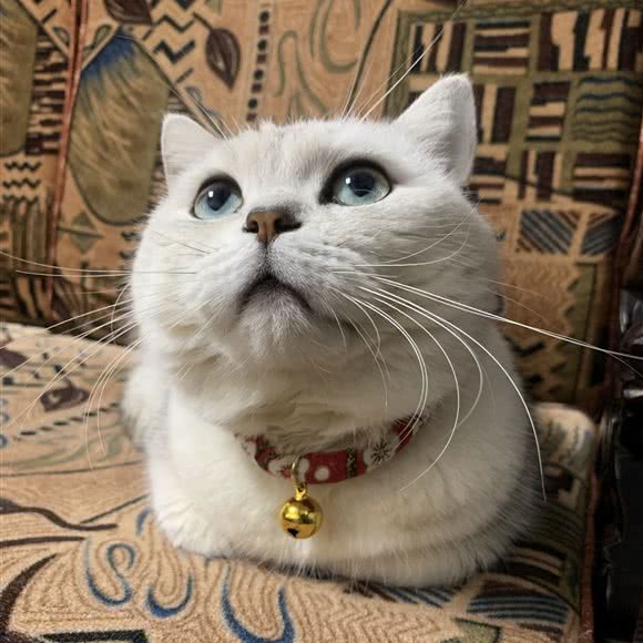 联萌宠物馆:汕尾市陆丰市