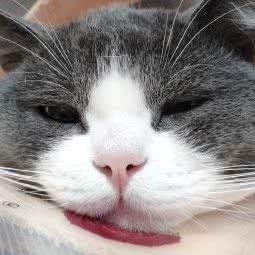 小幸运宠物生活馆:河源市源城区