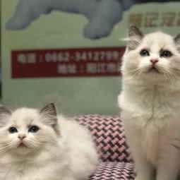 秦记宅猫舍:阳江市江城区