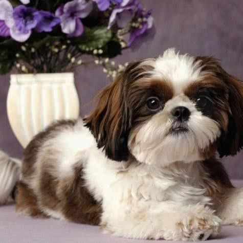 群主宠物馆:阳江市阳东区