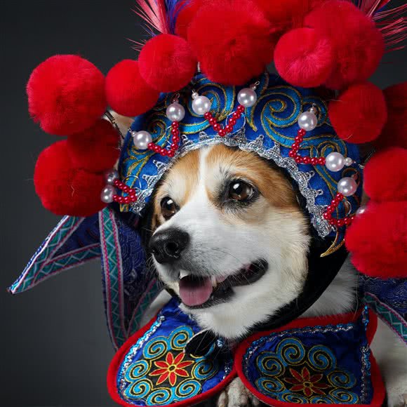 佐佑宠物摄影工作室:沈阳市沈河区北站/市府附近