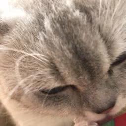 大无限宠物店:阳江市阳春市