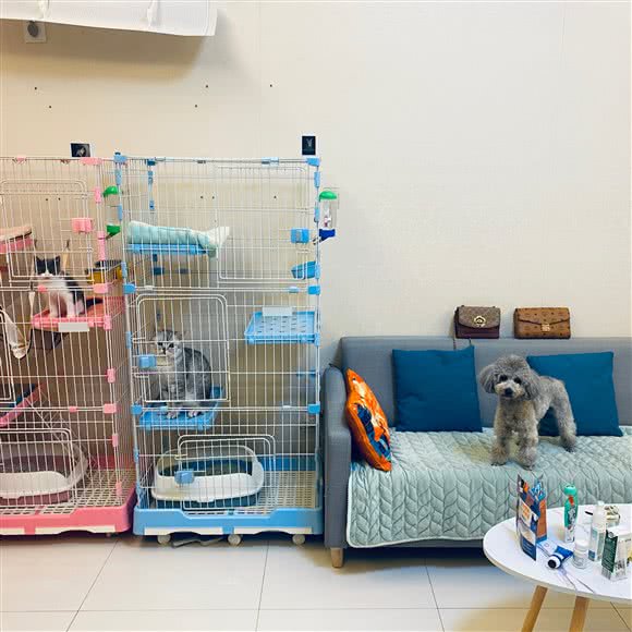 小爱宠物美容工作室:沈阳市沈河区北站/市府附近