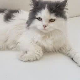 奈吸猫:潮州市潮安区