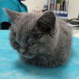 宜宠动物医院:沈阳市沈河区北站/市府附近