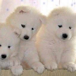 宠爱100%宠物生活馆:揭阳市榕城区