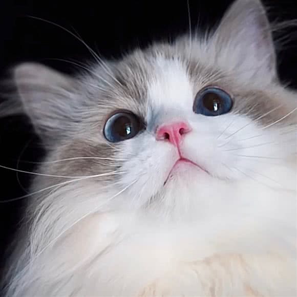 不爽猫?精品猫舍:沈阳市沈河区五爱市场附近