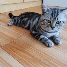 嘿宠宠物生活馆:揭阳市惠来县