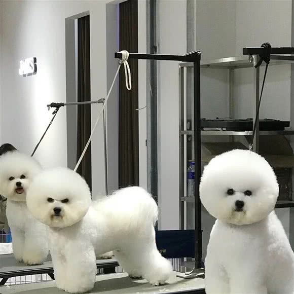 BOSS宠物:揭阳市普宁市