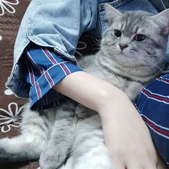 萌聚一阁宠物店:揭阳市普宁市