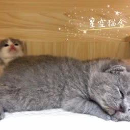 星空猫舍:揭阳市普宁市