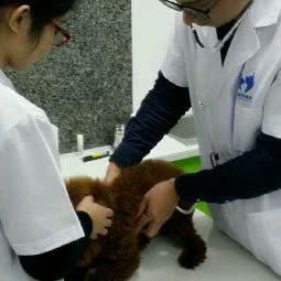 乐尚宠物医院:揭阳市普宁市