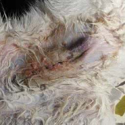 大扬美兽医站:揭阳市普宁市