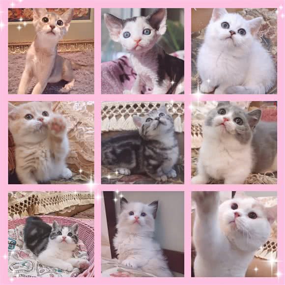 ALPHA CUTIE猫舍:沈阳市沈河区长青街附近