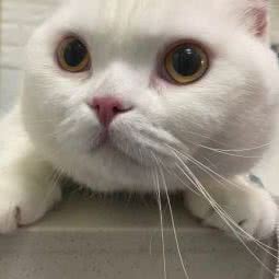 宠爱康宠物门诊:沈阳市沈河区小河沿附近