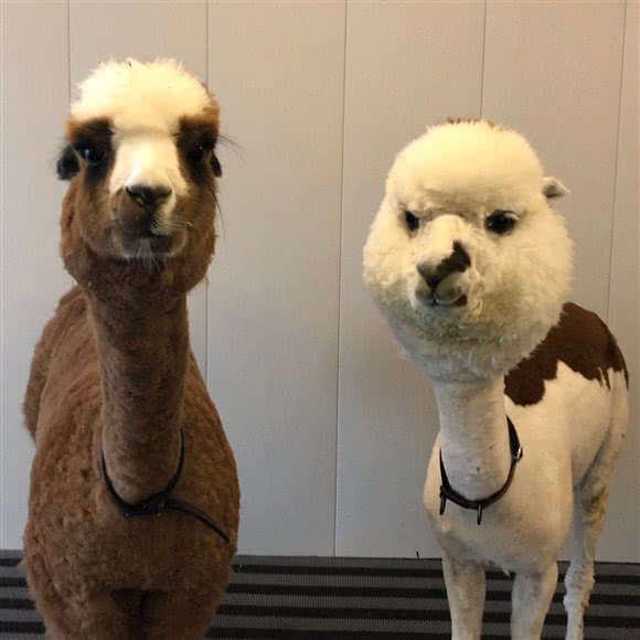 羊驼萌宠乐园:沈阳市大东区大悦城附近