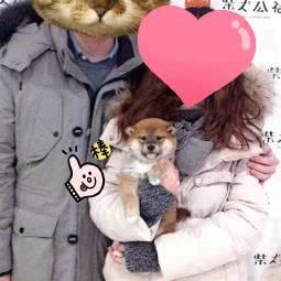 柴犬人民公社:北京城区朝阳区双桥附近