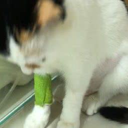 铭旺宠物医院(大东店):沈阳市大东区黎明广场附近