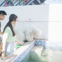 家中宝宠物店:海口市龙华区