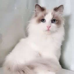 喵大哥猫舍:海口市龙华区