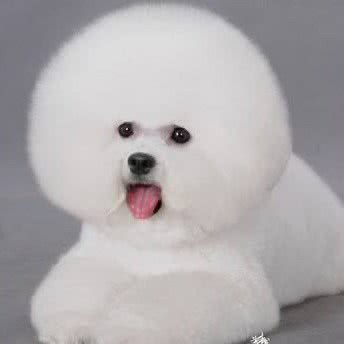 寻宠宠物馆:沈阳市大东区东中街附近