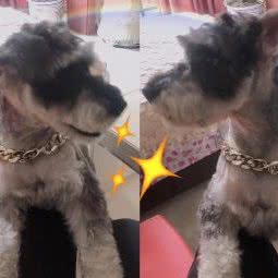 七品犬舍宠物生活馆:重庆城区万州区