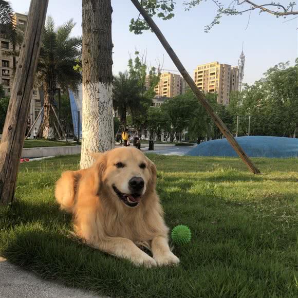 利徕宠物:重庆城区大渡口区
