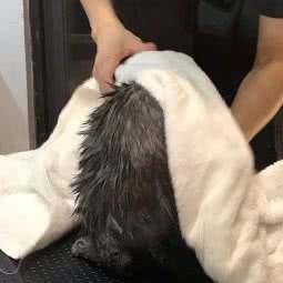 lucky の宠物店:重庆城区江北区