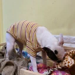 爱可宠物生活馆:重庆城区江北区