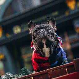 森宠宠物摄影:沈阳市大东区东中街附近