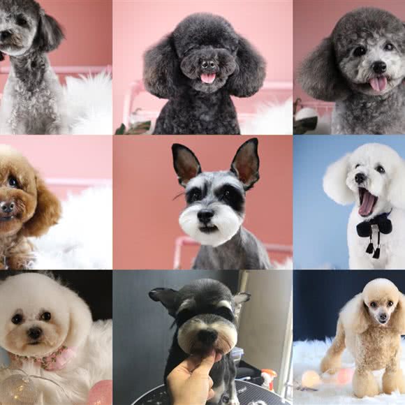 有间美宠工作室:沈阳市大东区东中街附近