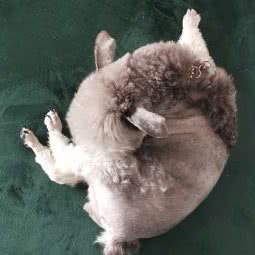 甜心宠屋:重庆城区九龙坡区