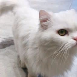 非喵宠物美容服务店:重庆城区南岸区