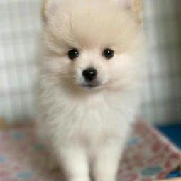 爱宠盟:重庆城区綦江区