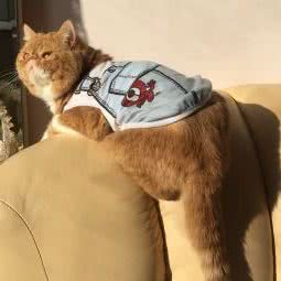 亨利宠物:沈阳市大东区东站附近