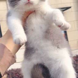 喵小姐宠物店:重庆城区渝北区