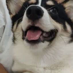 芒果叔叔柯基犬舍:重庆城区巴南区