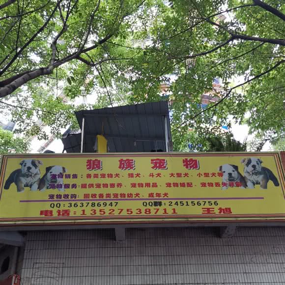 狼族宠物:重庆城区长寿区