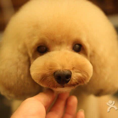 阳光宠物护肤会馆:沈阳市大东区东站附近