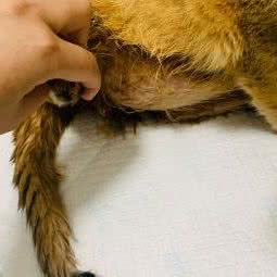 贝蕾宠物医院:重庆城区南川区