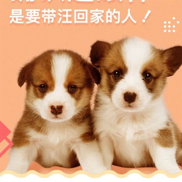 佳瑞宠物医院:沈阳市大东区东站附近