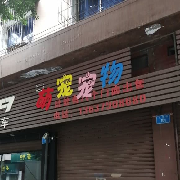 萌宠宠物:重庆城区璧山区