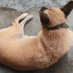 贝康宠物医院:重庆城区璧山区