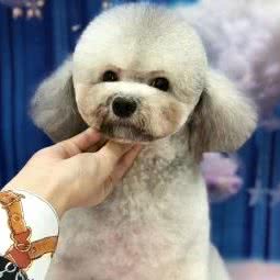 爱尚宠物(旗舰店):重庆城区潼南区