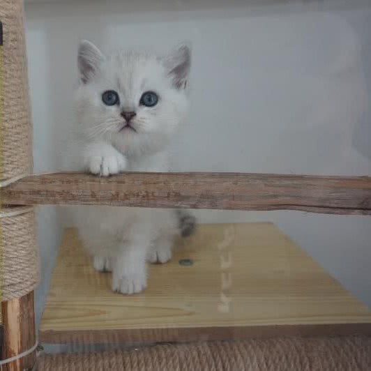 四条腿朋友宠物店:重庆城区潼南区